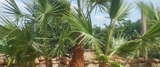 Las palmeras, nuestro mejor aliada