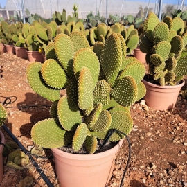 Cactus y desierto