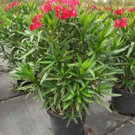 Nerium oleander 30/40 L - MIX