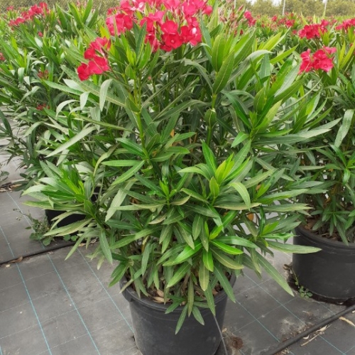 Nerium oleander 30/40 L - MIX