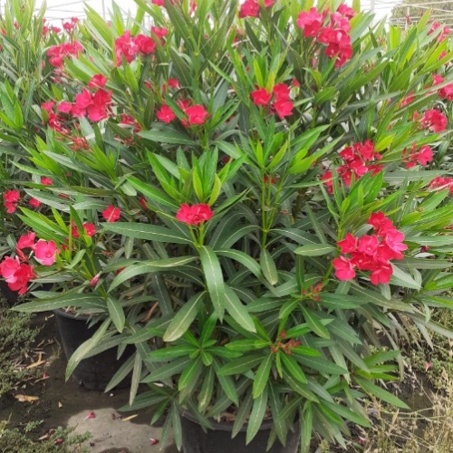 Nerium oleander 45/50 L - MIX
