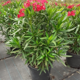 Nerium oleander 20/25 L - MIX