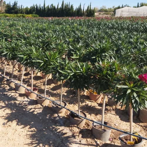 Nerium oleander 5 L - MINI COPA - MIX