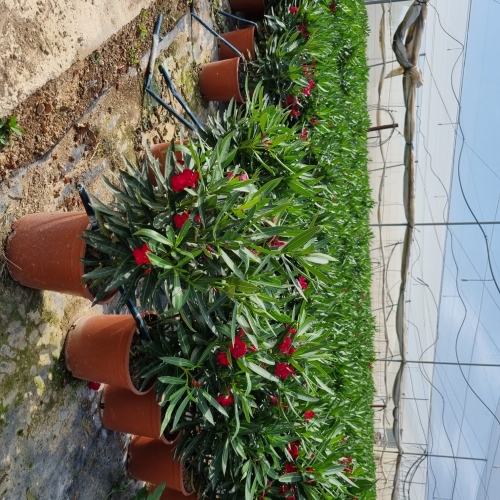 Nerium oleander 5 L - MIX