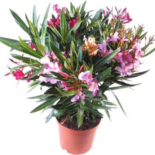 Nerium oleander 8/10 L - TRICOLOR
