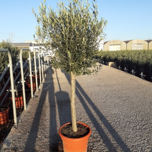 Olea europaea - 18/20cm per. Tr. - MEDIA COPA