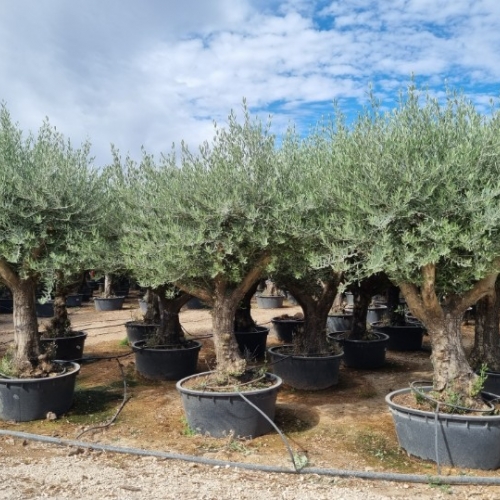 Olea europaea - 60/80cm per. Tr.