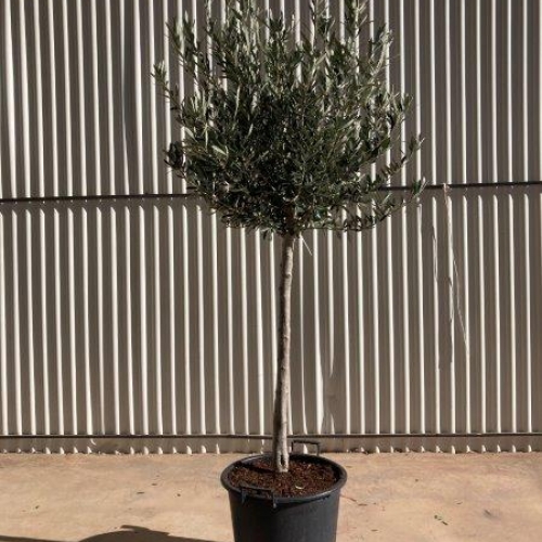 Olea europaea - 12/14cm per. Tr. - MEDIA COPA