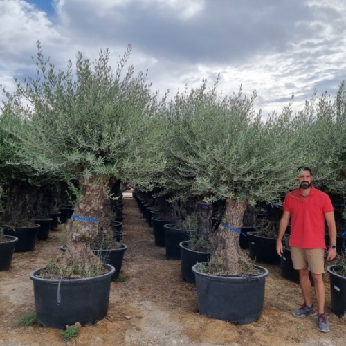 Olea europaea - 80/100cm per. Tr. - BONSAI