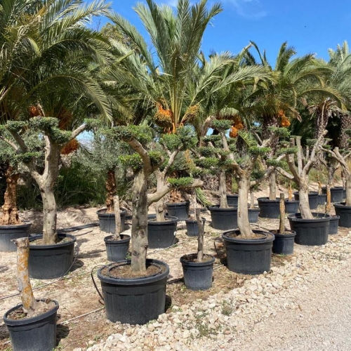 Olea europaea 110/150 L - POM POM