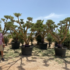Olea europaea 200/320 L - POM POM