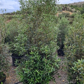 Olea europaea 30/40 L - ARBUSTIVA