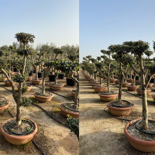Olea europaea 90/110 L - POM POM