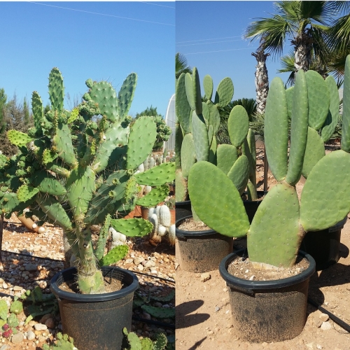 Opuntia mix 20/25 L