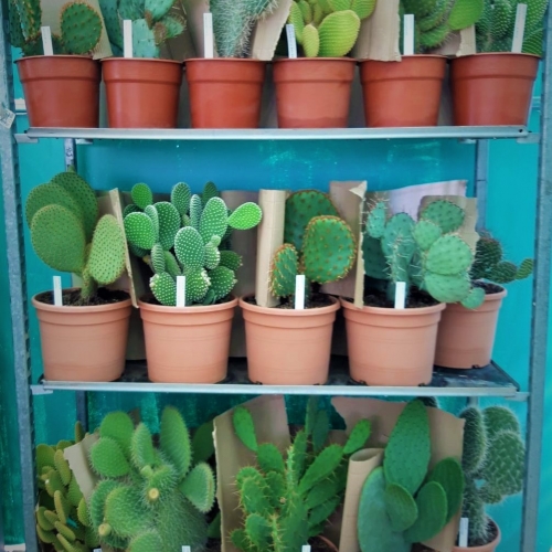 Opuntia mix 5 L
