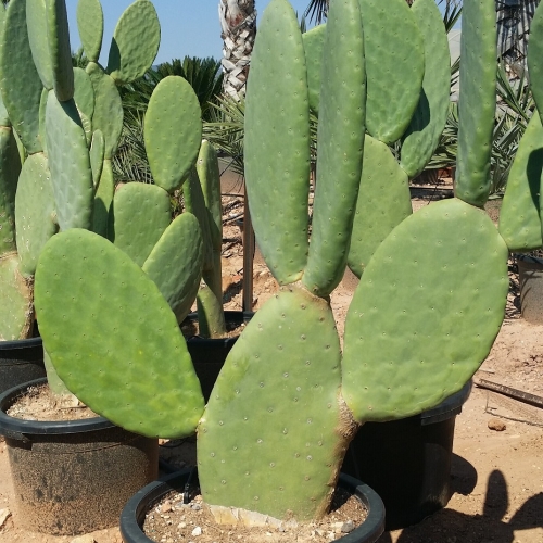 Opuntia titania 20/25L