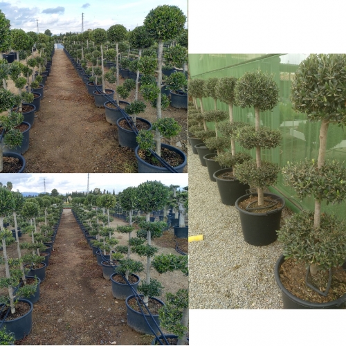 Olea europaea 30/40 L - POM POM