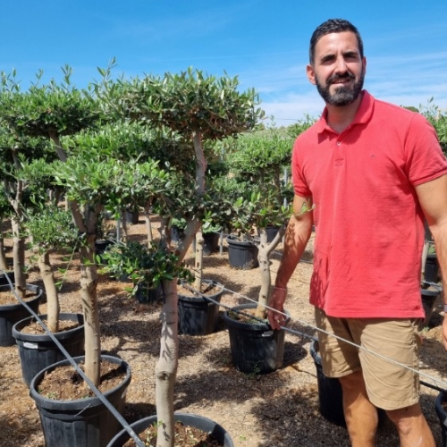 Olea europaea 45/50 L - POM POM