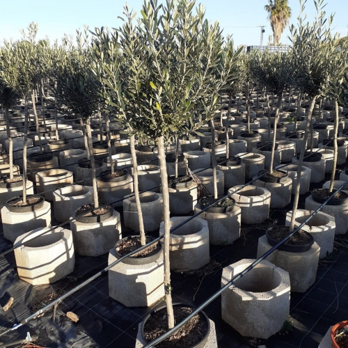 Olea europaea 8/10 L - MINI COPA