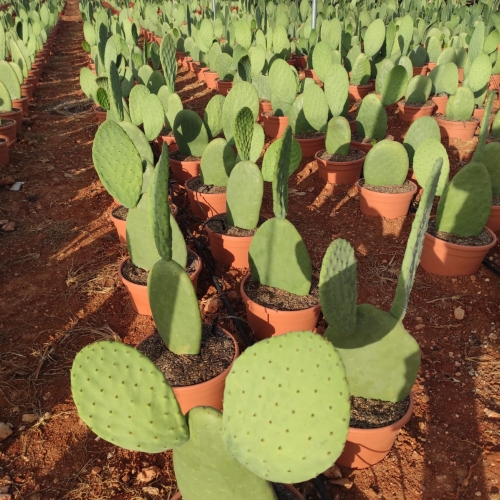 Opuntia titania 5L