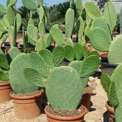 Opuntia titania 8/10 L