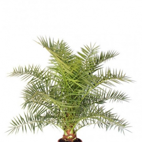 Phoenix canariensis 15 L