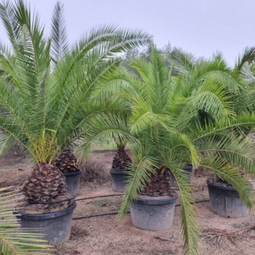 Phoenix canariensis 30/40cm h tr