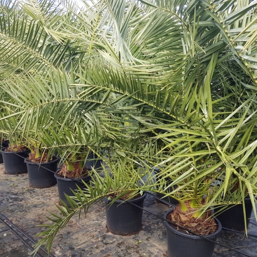 Phoenix canariensis 45/50L