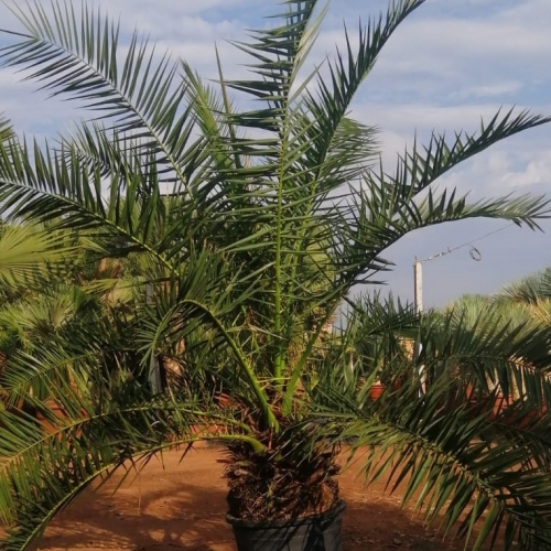 Phoenix canariensis 60/80L