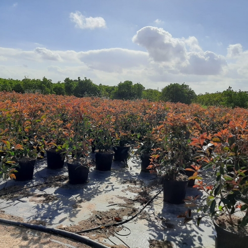 Photinia fraseri red robin 30/40 L