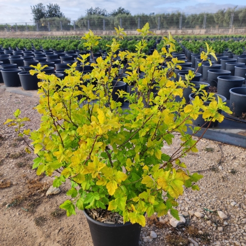 Physocarpus sp. 8/10L