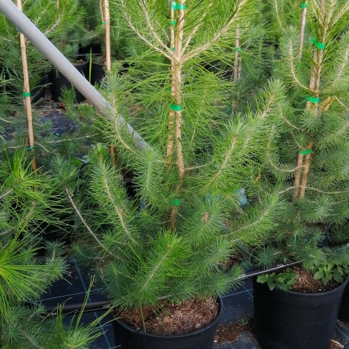 Pinus halepensis 5L