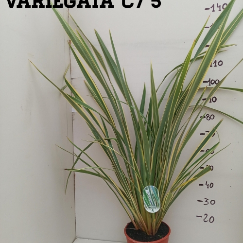 Phormium tenax variegata 8/10 L