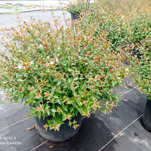 Abelia floribunda 20/25 L