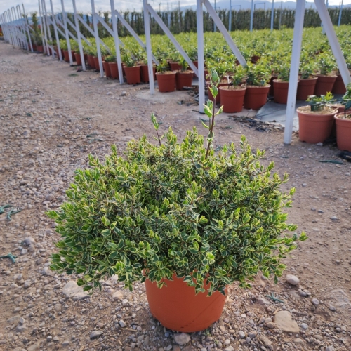 Abelia sp. 8/10L