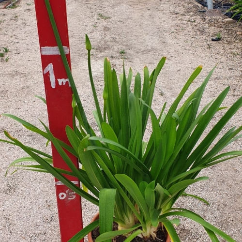 Agapanthus africanus 5 L AZUL