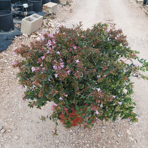 Abelia floribunda 8/10 L