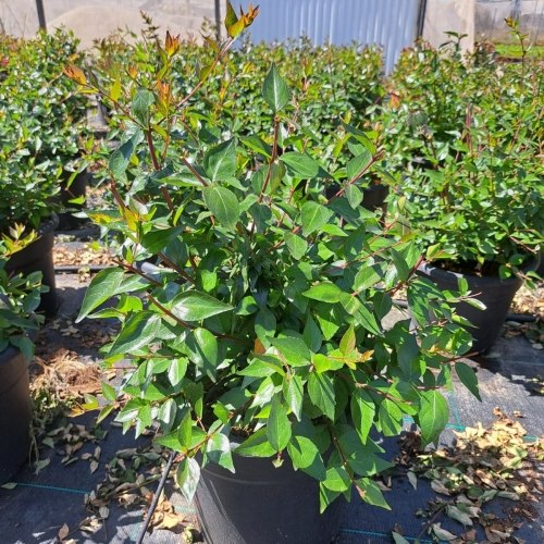 Abelia grandiflora 8/10 L