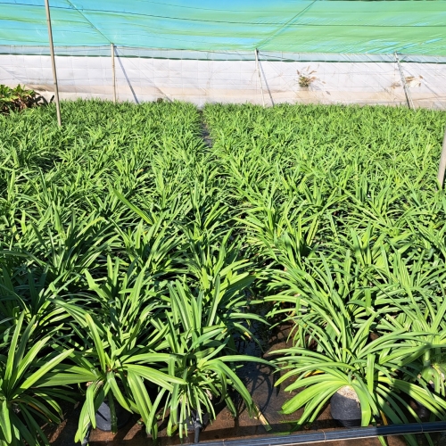 Agapanthus africanus 5 L BLANCO