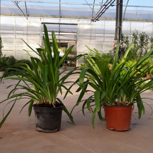 Agapanthus africanus 8/10 L BLANCO