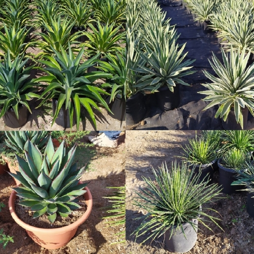 Agave mix 15 L