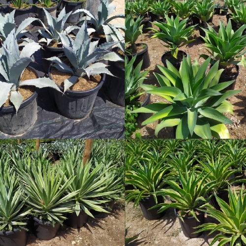 Agave mix 20/25 L
