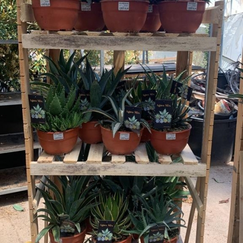 Agave mix TARRINA 20 cm diam.