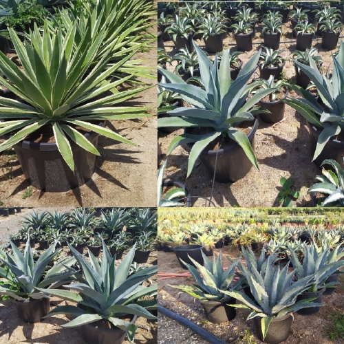 Agave mix 30/40 L