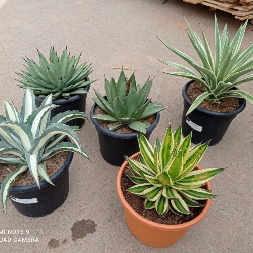 Agave mix 8/10 L
