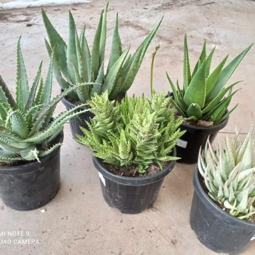 Aloe mix 8/10 L