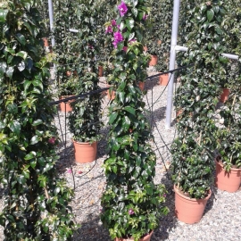 Bougainvillea MIX 5 L - PIRAMIDE