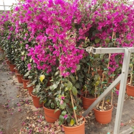 Bougainvillea MIX 8/10 L - PIRAMIDE