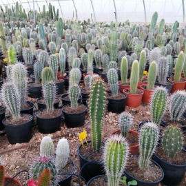 Cactus columnares  mix 15 L