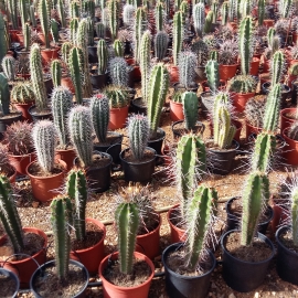 Cactus columnares  mix 5 L